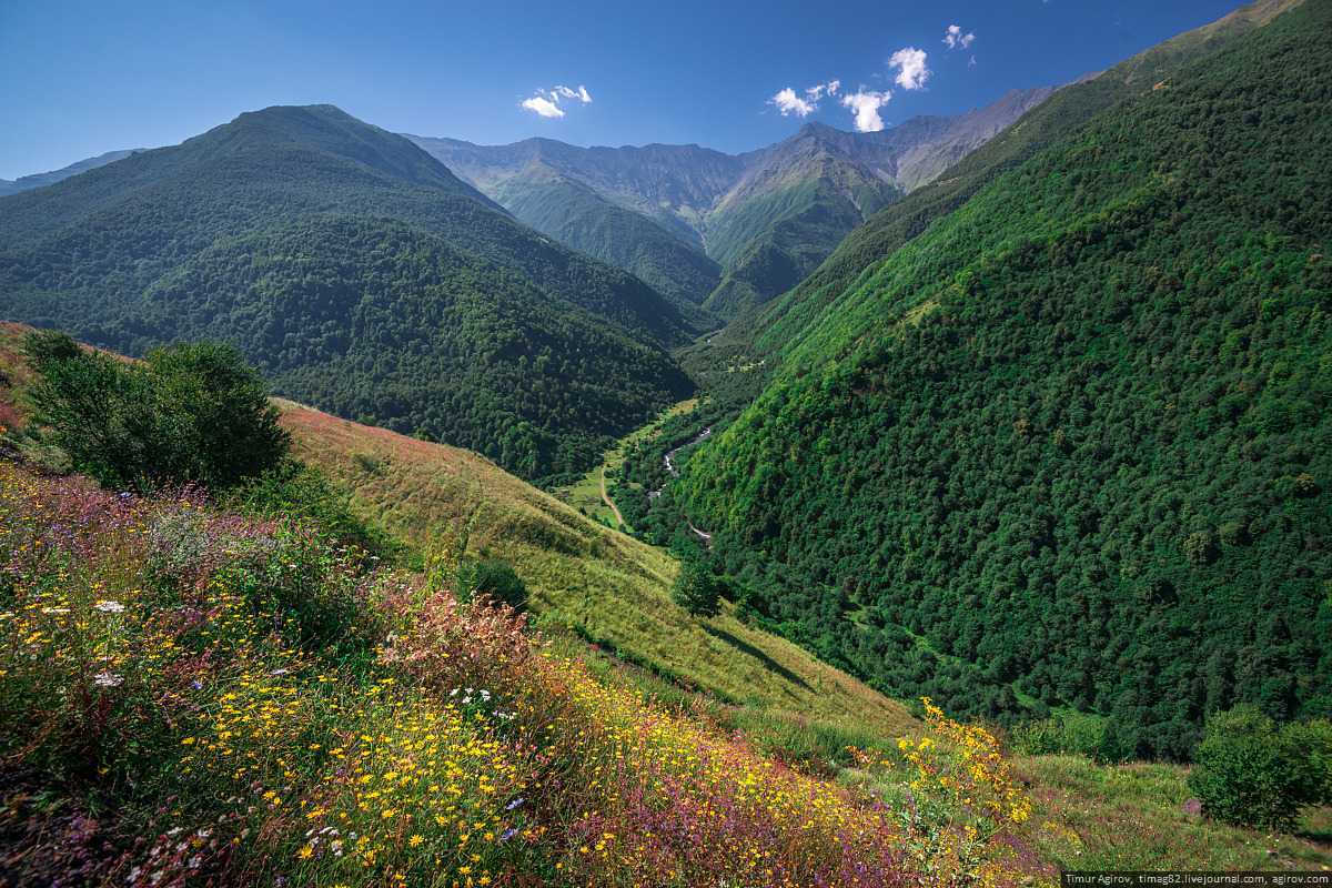 Природа, растения и животные чечни. горная чечня. итум-калинский район (47 фото) животный мир чечни