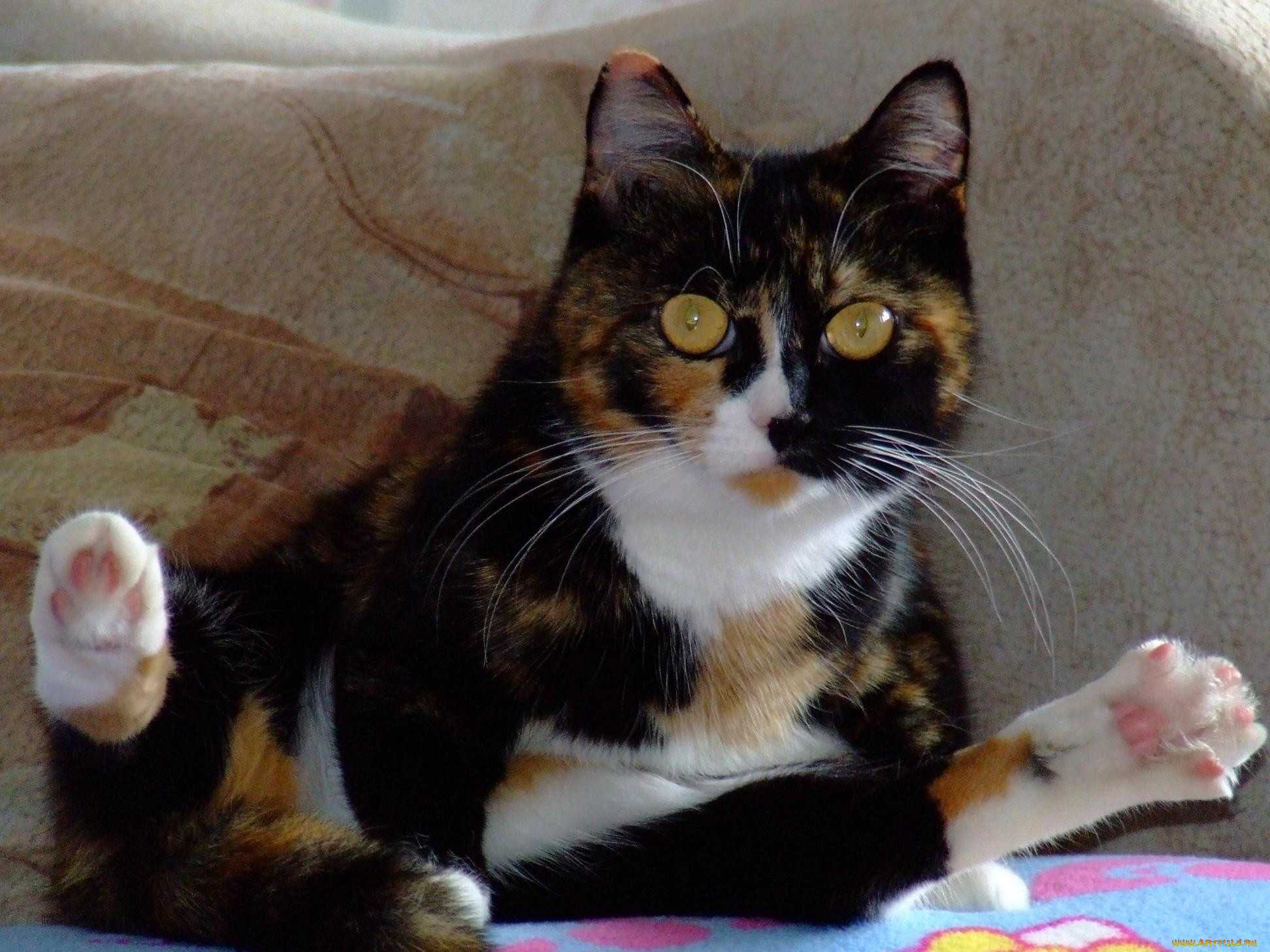 Трёхцветная кошка: живой талисман на удачу