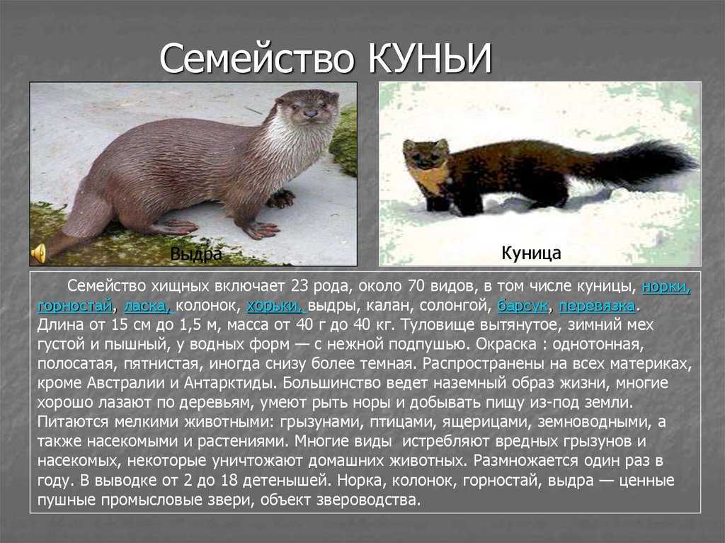 Реликтовая чайка - недавно открытый и редкий вид птиц