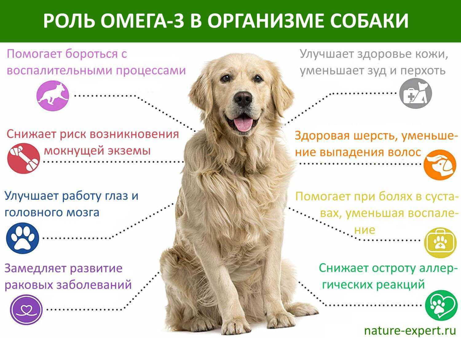 Собаки породы лабрадор: отзывы владельцев, описание характера и особенности