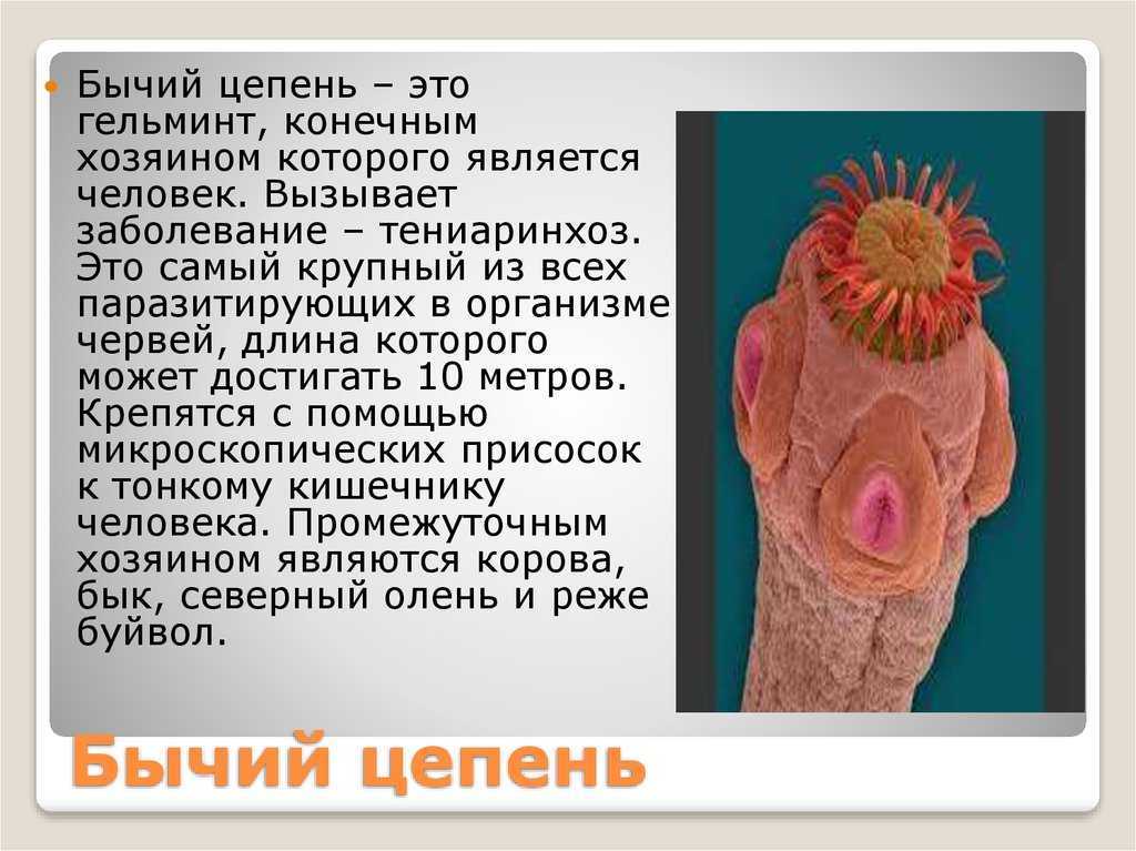 Где и как живут змеи в природных условиях и неволе