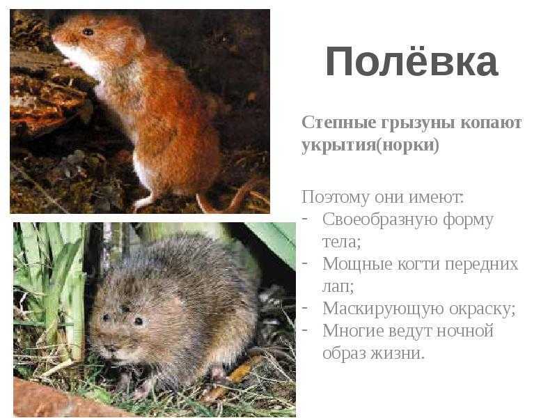 Насекомые красной книги россии