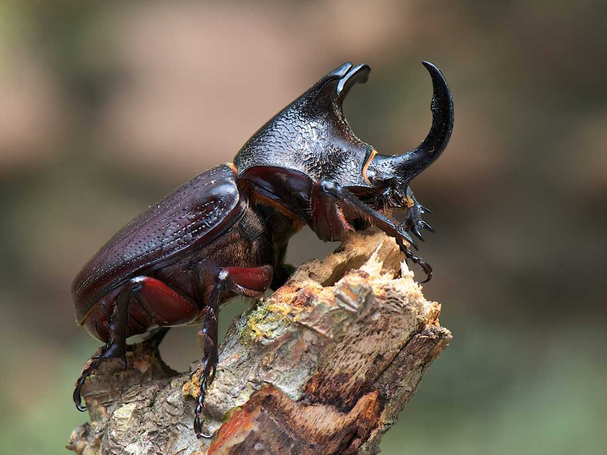 Что ест жук носорог в домашних условиях