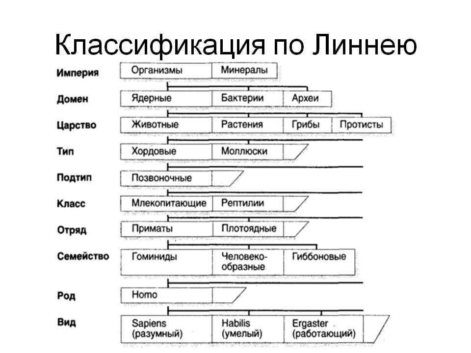 7 царств живых существ (и их характеристики) - медицинский - 2022