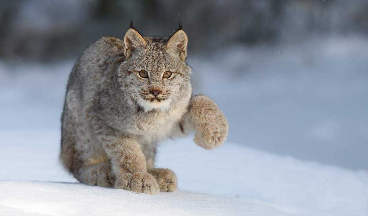 Дикая кошка каракал