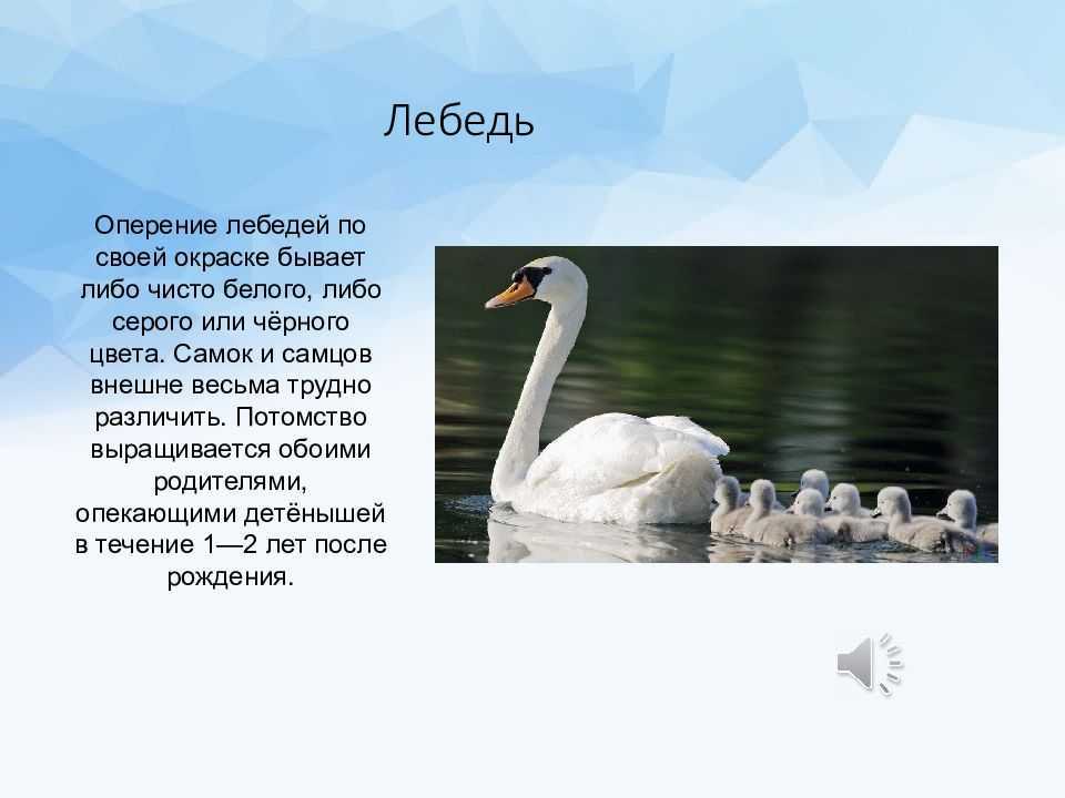 Все о черном лебеде: место обитания птицы, интересные факты, информация