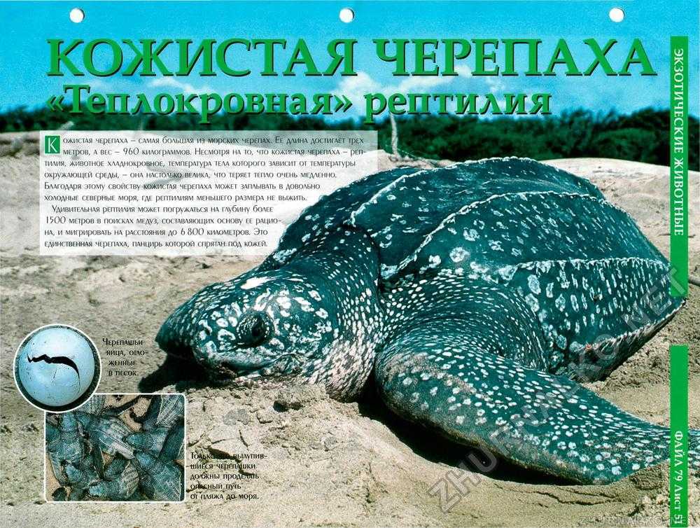 Трионикс: дальневосточная мягкотелая черепаха с длинной шеей, содержание в домашних условиях, размножение