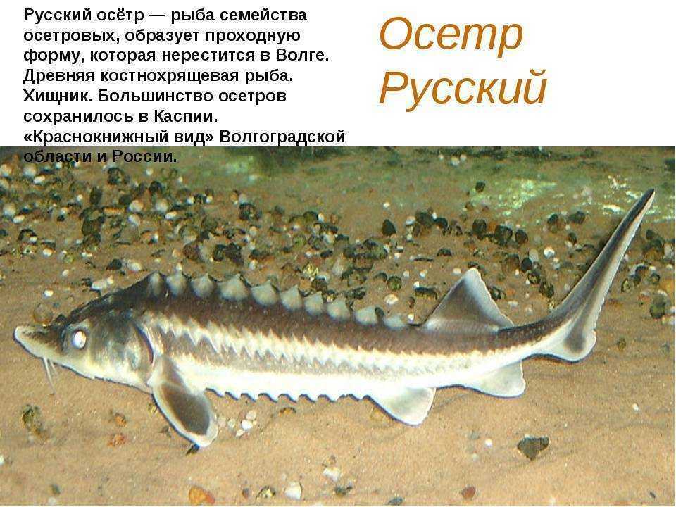 Самые большие пресноводные рыбы в мире по весу - лучшие топ 10