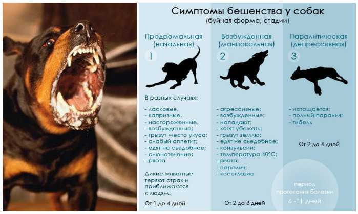 Список всех заболеваний собак по симптомам