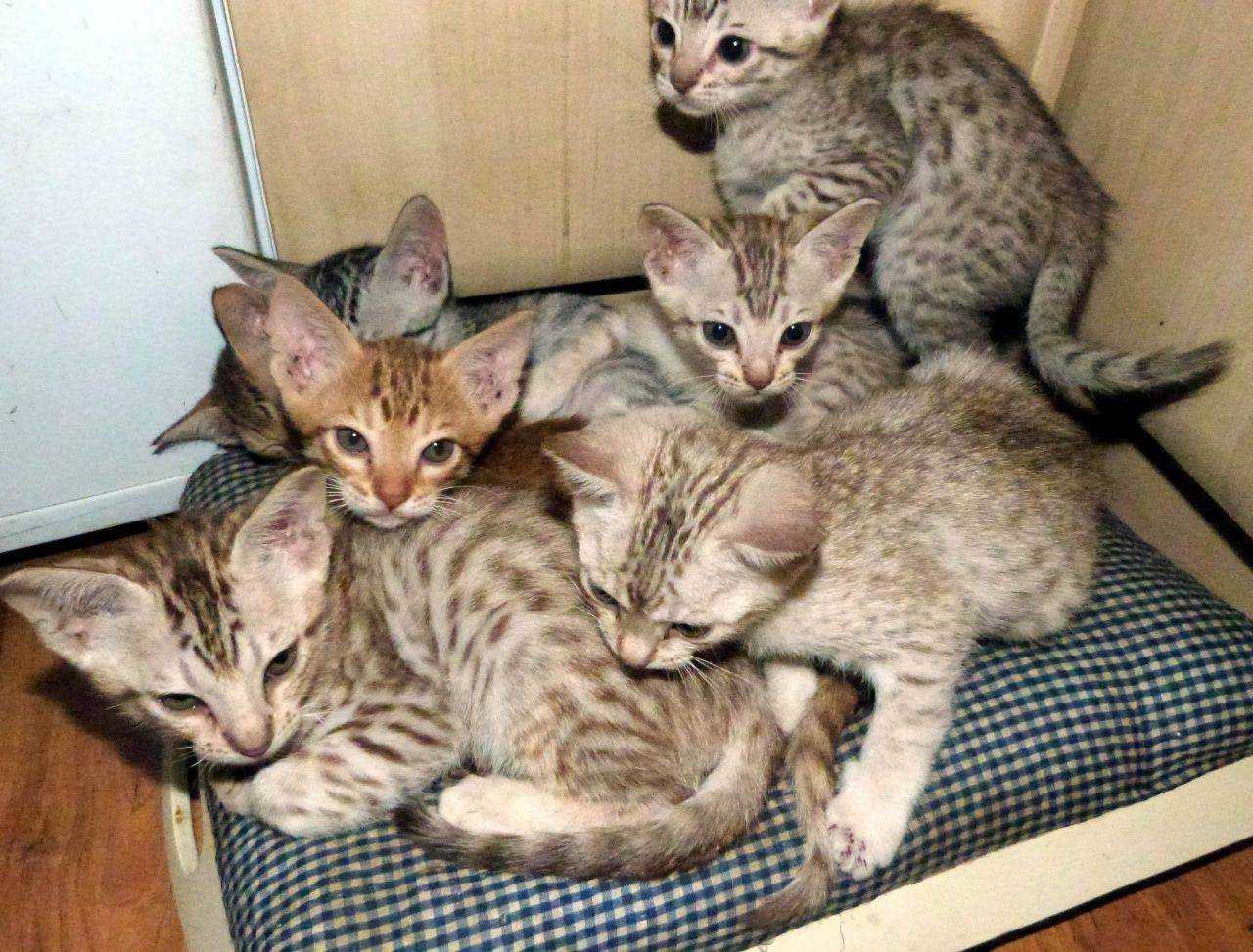 Оцикет кошка: описание породы, фото, характер