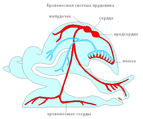 Моллюски - классификация типа, внешнее и внутреннее строение