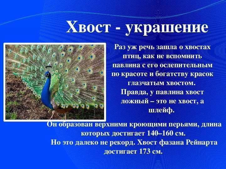 Птица павлин. описание