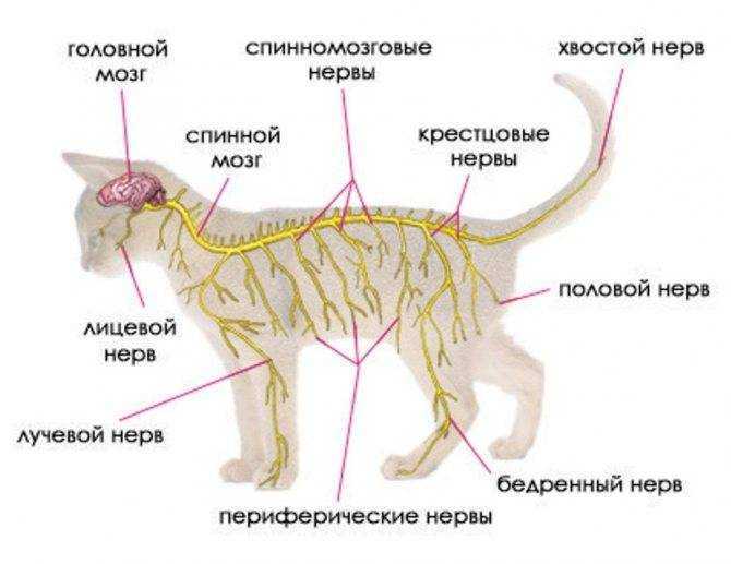 Анатомия кошки и особенности физиологии