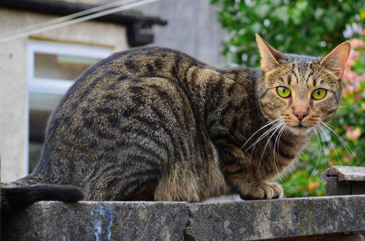 Европейская короткошерстная: описание породы, характер, фото, видео, отзывы
