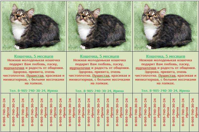 Во сколько котята начинают ходить - oozoo.ru