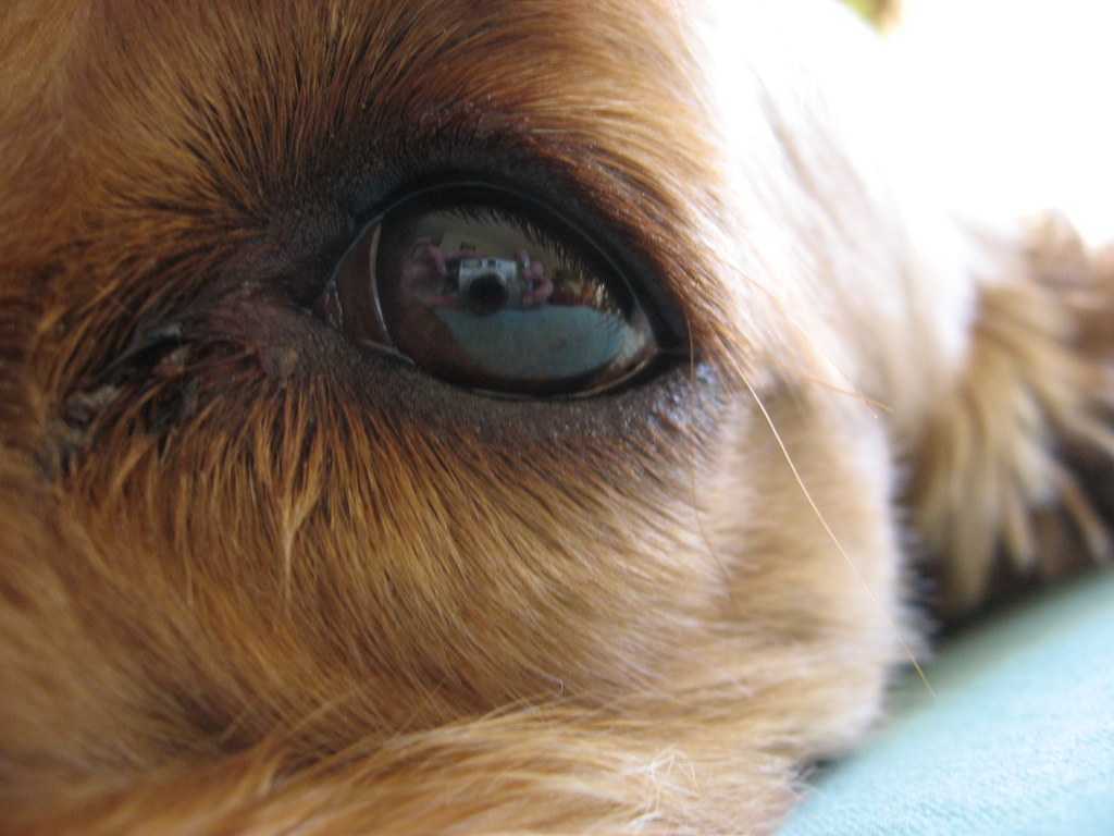 Какие лекарства давать собаке при глазных болезнях – капли и лосьоны для глаз