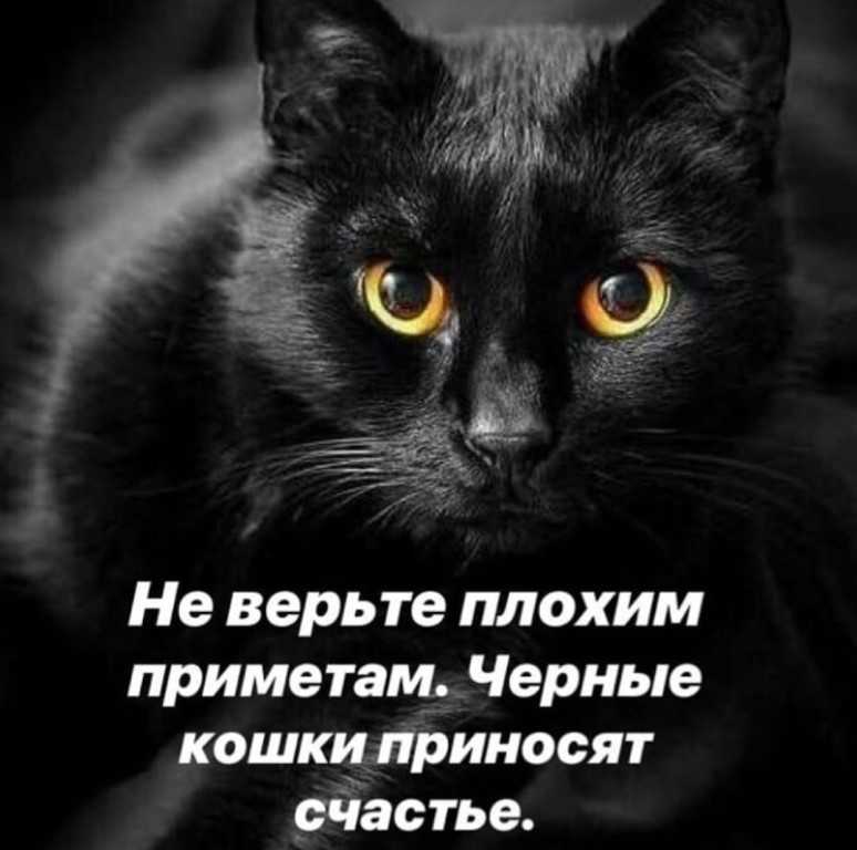 Что приносит черный кот в дом