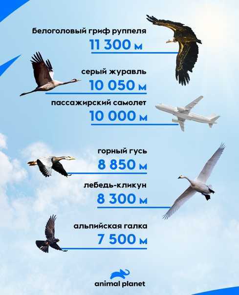 Аэродинамика и механика полёта птиц.
 сайт о животных. pilife