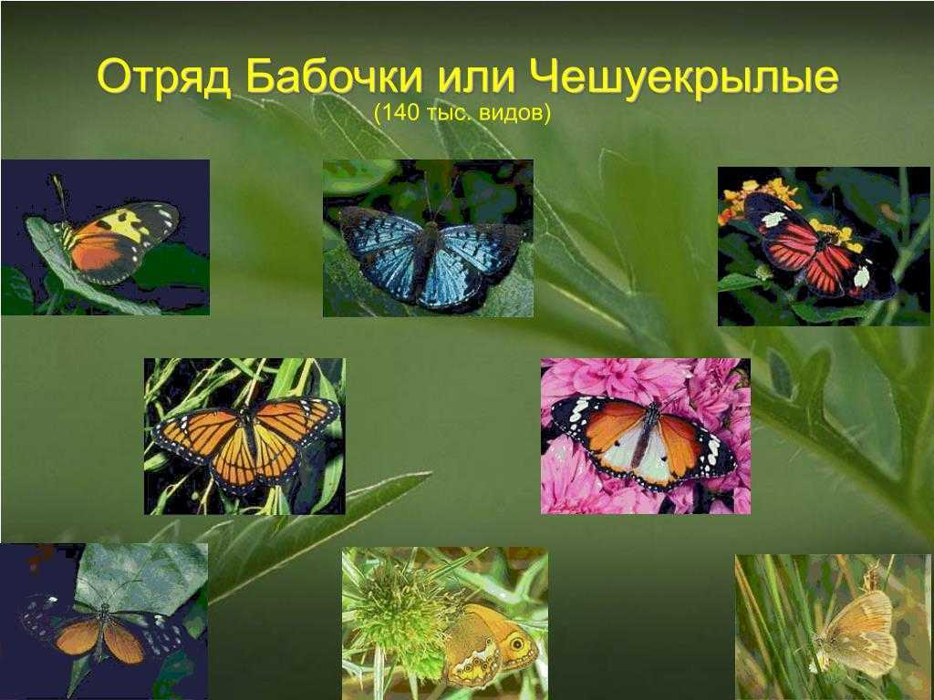 Бабочка: все самое интересное о повадках, внешнем виде