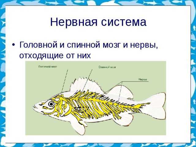 Занятие №5 на тему «от чего зависит окраска рыб? часть 1. жизнь океана. « тайны живой природы»
