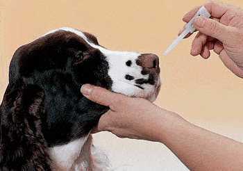 Вольерный кашель у собак: общие сведения, диагностика, профилактика