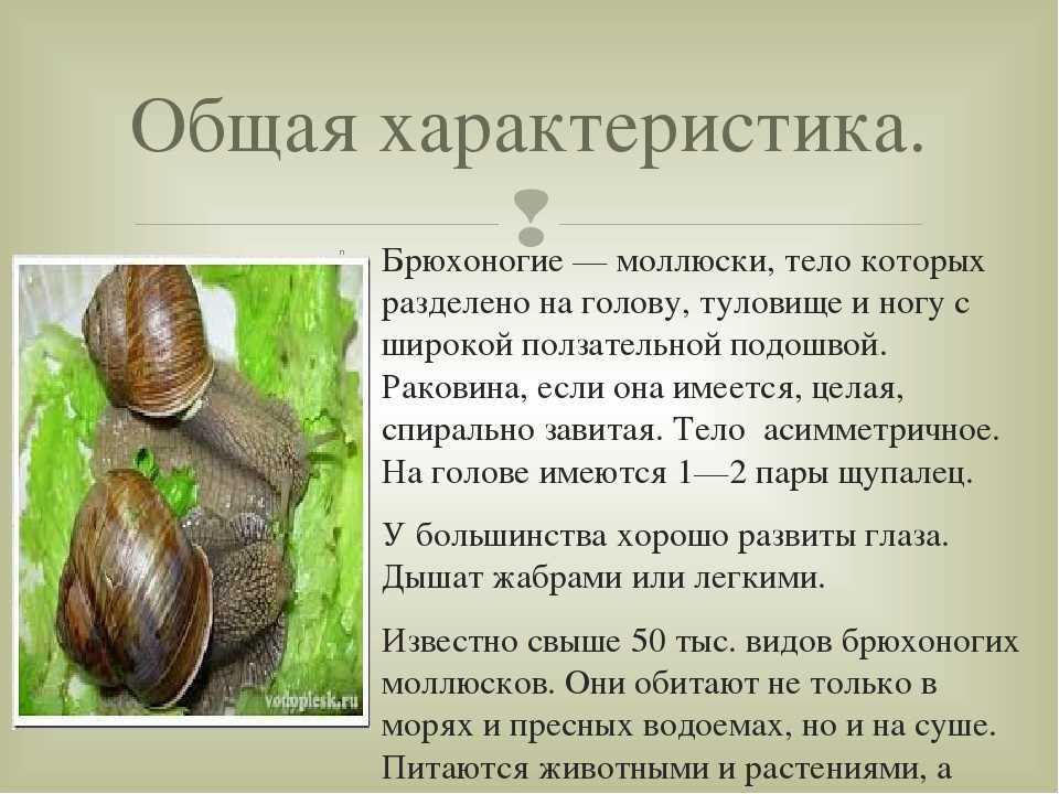 Виноградная улитка в домашних условиях: разведение, как вырастить и чем кормить?