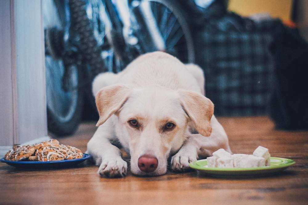 Собака отказывается от еды