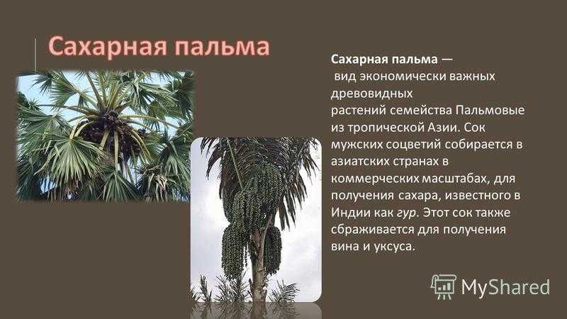 Пальма описание и особенности
