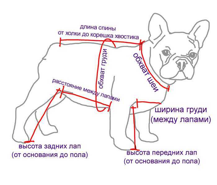 Плюсы и минусы породы французский бульдог, характеристика породы