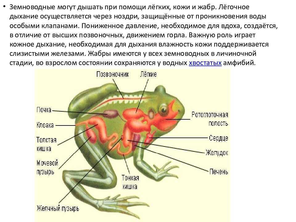 Огненная саламандра: где обитает, как выглядит, виды