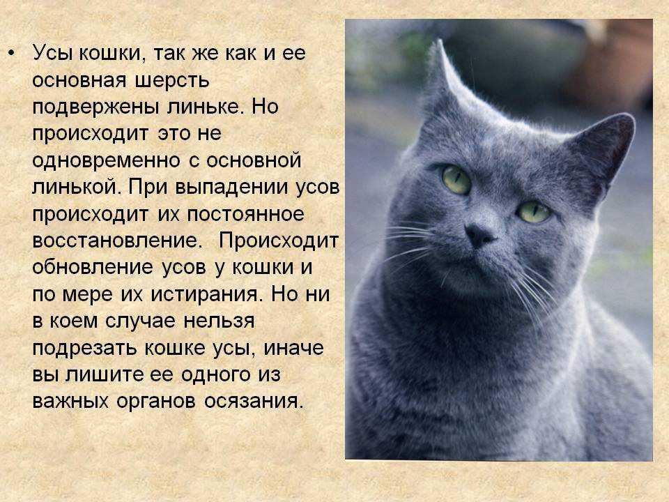 6 причин почему у кота выпадают усы - что делать