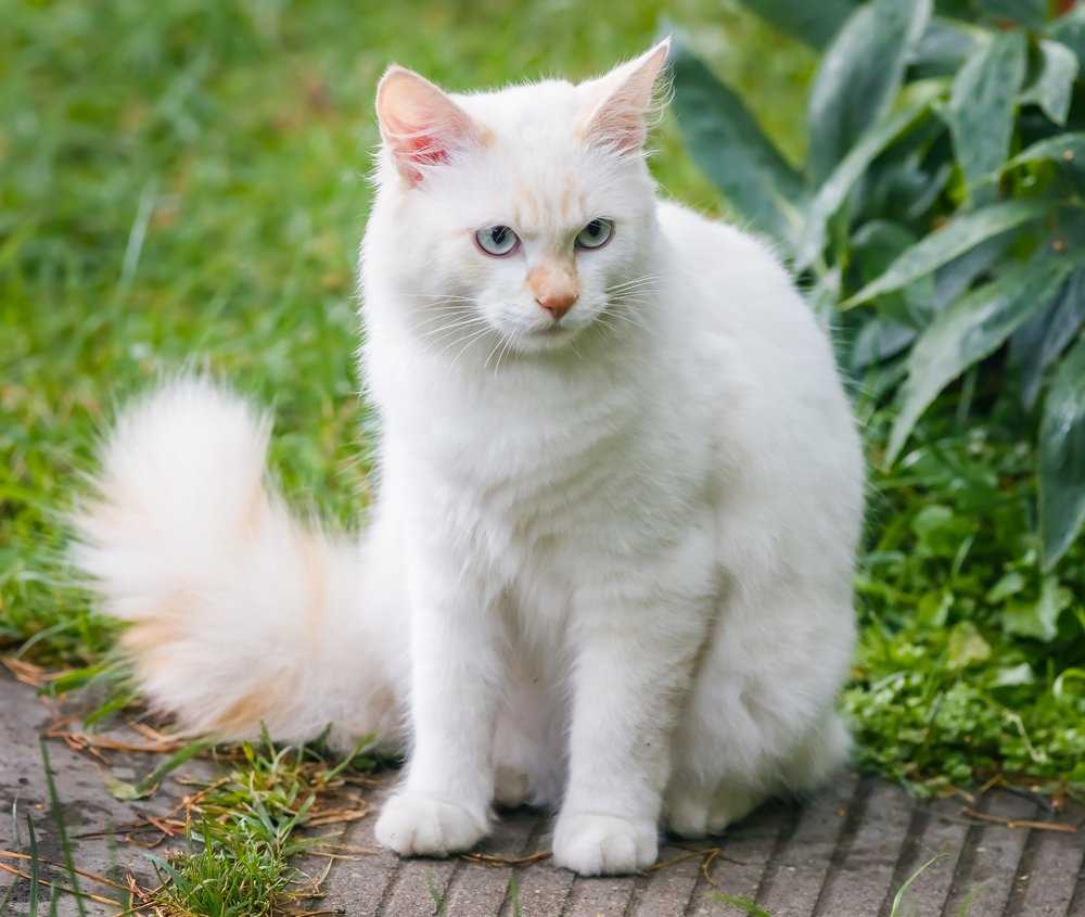 Белые кошки: топ-9 пород