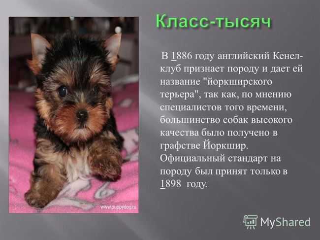 Бивер-йоркширский терьер: история породы, характер, стандарт и фото | ваши питомцы