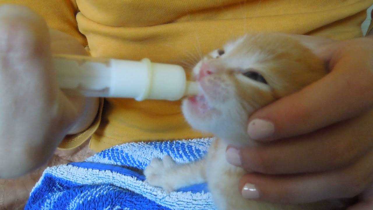 Кошка отказывается кормить своих котят- что делать? советы