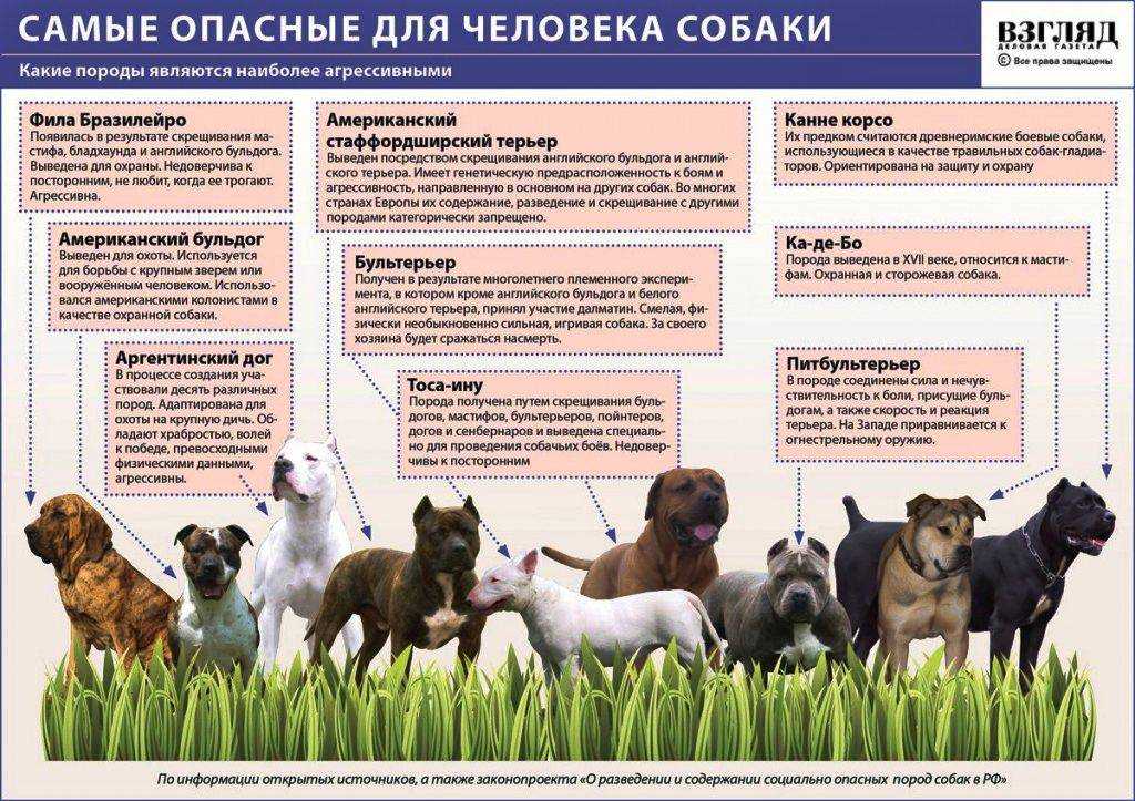 Как подружить в одной квартире кота и кошку