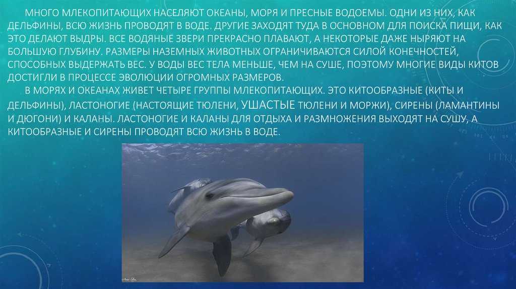 Тихий океан - общие характеристики и особенности органического мира