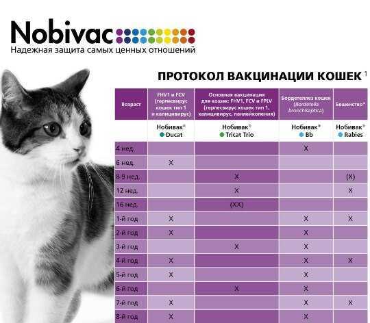 Когда котенка можно забирать от кошки?