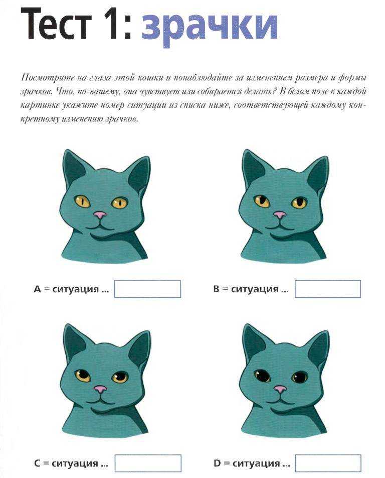 Язык кошек и как понимать своего кота
