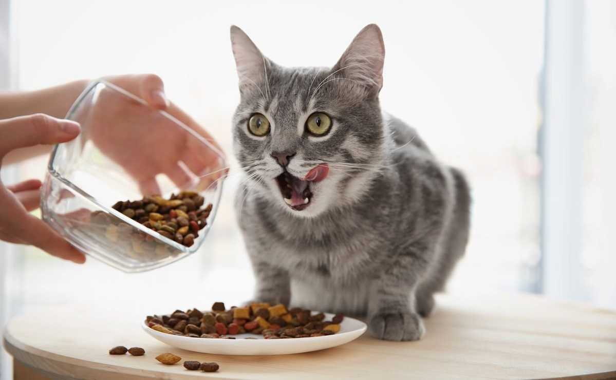 Как отучить кота от вискаса и приучить к нормальной еде