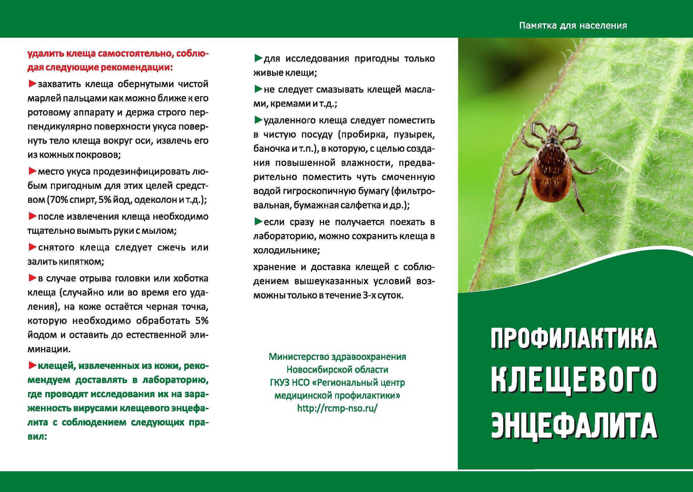 Энцефалит у кошек: как помочь животному, если оно заболело