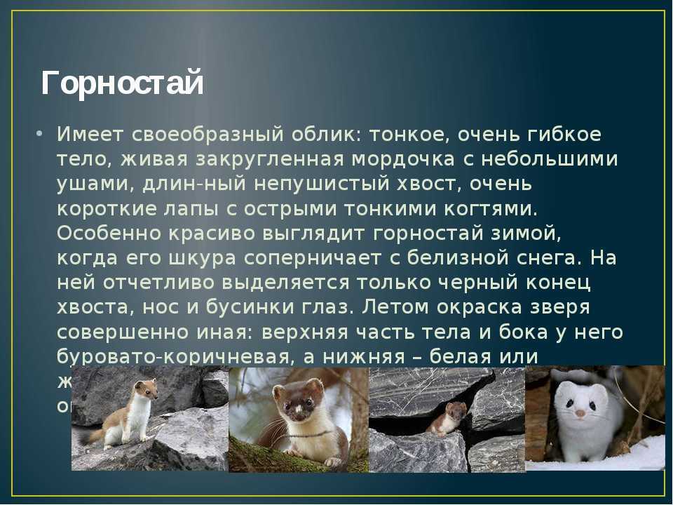 Горностай: описание, виды, среда обитания, что едят, враги и образ жизни | планета животных