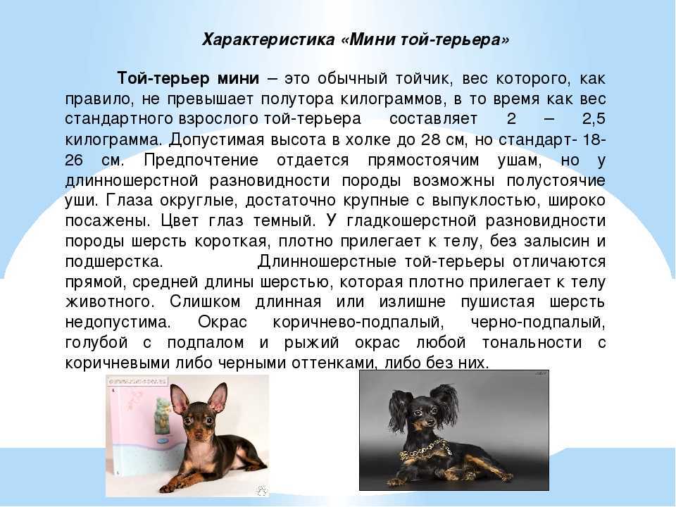 Уход за русским той терьером - как заботиться о том, кто нуждается в вас!