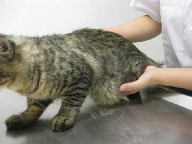 Причины появления шишек на животе у кошки, диагностика и лечение