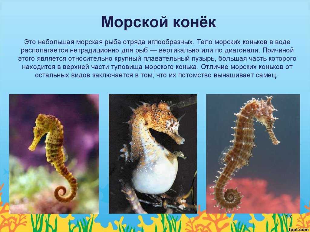 Орёл - как выглядит хищная птица, интересные факты и фото