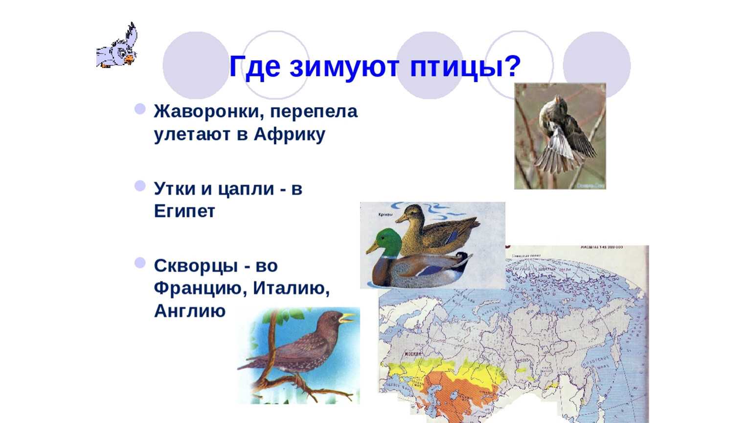 Уникальная птица лебедь: виды и образ жизни
