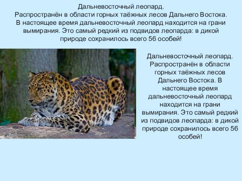 Леопард животное. образ жизни и среда обитания леопарда | животный мир