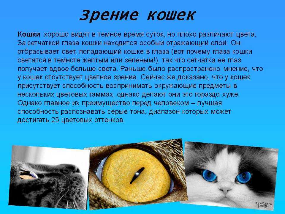 Почему кошка смотрит на хозяина - 7 причин, что делать