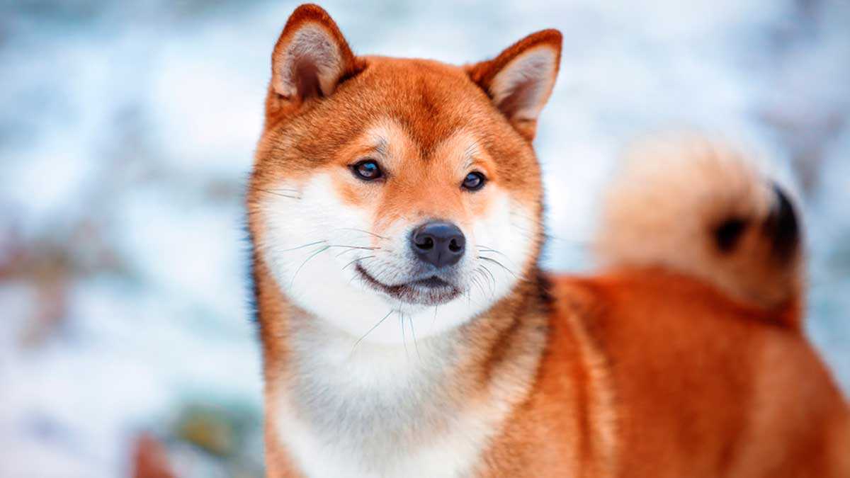 Особенности японской породы собак сиба ину