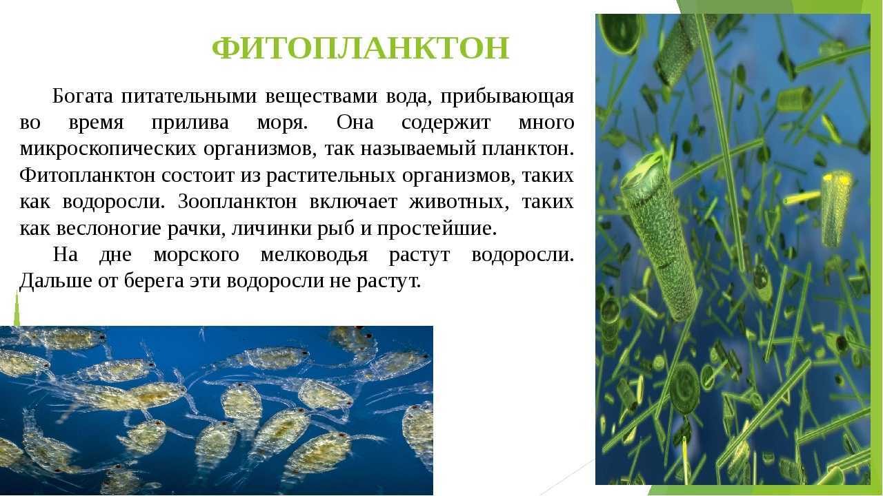 Индийский океан: характеристики, обитатели, описание с фото