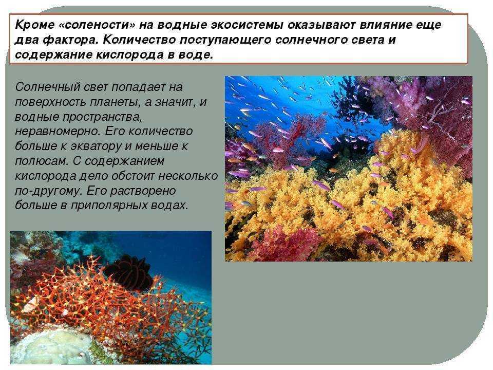 Фонареглаз: оригинальные рыбы, которые наводят ужас на своих соседей
